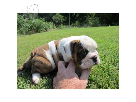 PoulaTo: Σπίτι εκπαιδευμένο ENGLISH BULL DOG PUPPY για υιοθεσία